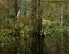 Kadashan II (blackwater), 1986